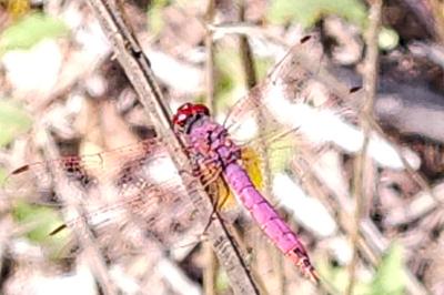 Trithemis annulata