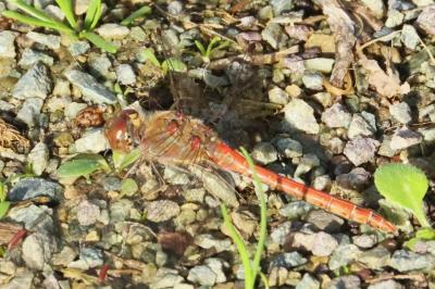 Sympetrum striolatum