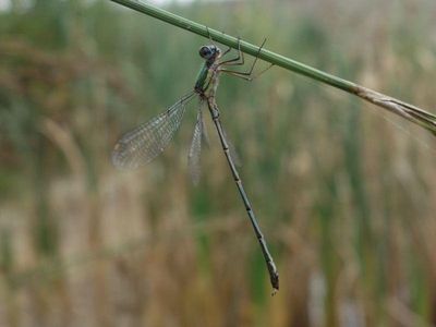Chalcolestes viridis