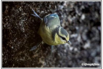 Cyanistes caeruleus