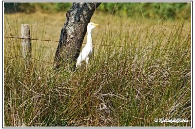 Bubulcus ibis