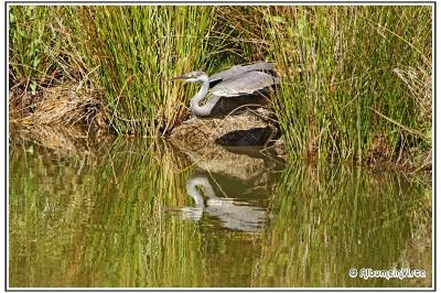 Ardea cinerea