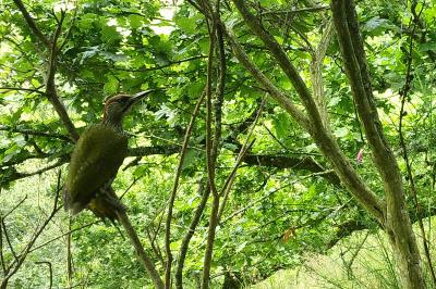 Picus viridis