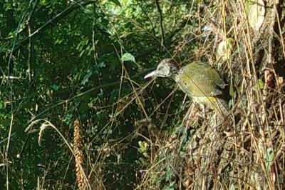 Picus viridis