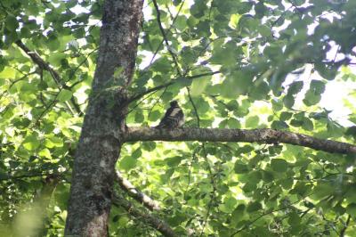 Dendrocopos major