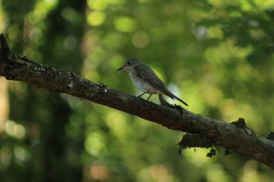 Muscicapa striata