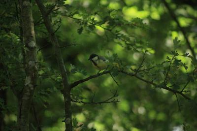 Parus major