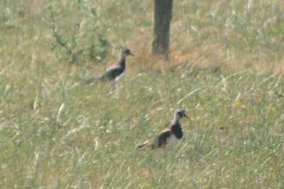 Vanellus vanellus