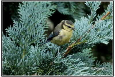 Parus major