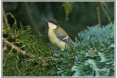 Parus major