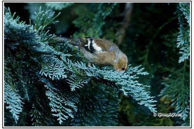 Fringilla coelebs