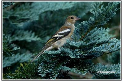 Fringilla coelebs