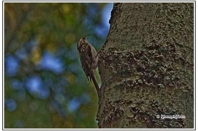 Certhia brachydactyla