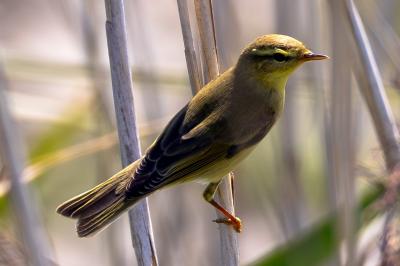 Phylloscopus trochilus