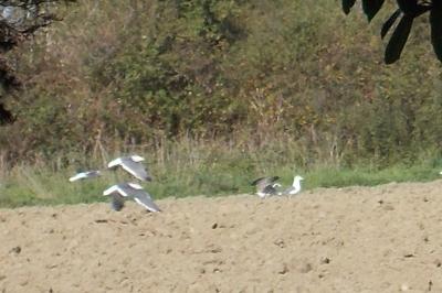 Larus fuscus graellsii