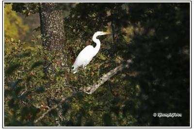 Ardea alba