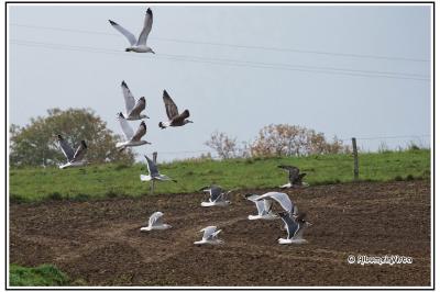 Larus argentatus