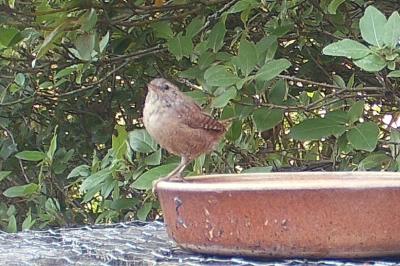 Troglodytes troglodytes