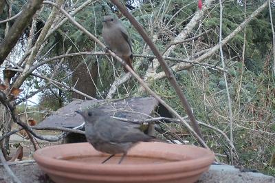 Phoenicurus ochruros