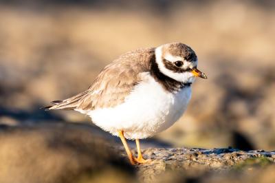 Charadrius hiaticula