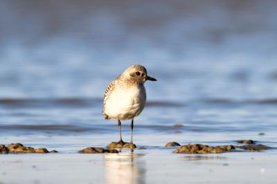 Pluvialis squatarola