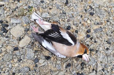 Coccothraustes coccothraustes