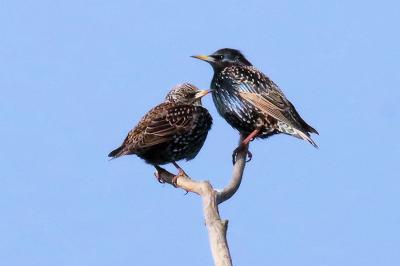 Sturnus vulgaris