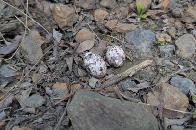 Caprimulgus europaeus