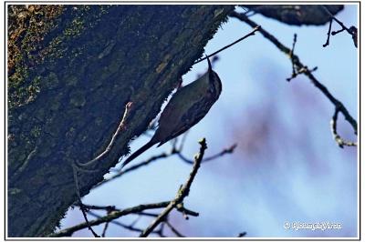 Certhia brachydactyla