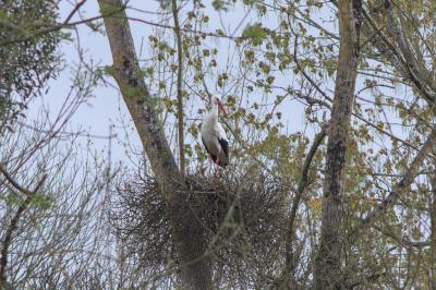 Ciconia ciconia