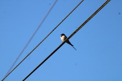 Hirundo rustica