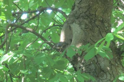 Sitta europaea