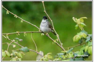 Poecile palustris