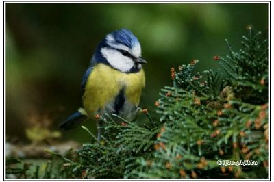 Cyanistes caeruleus