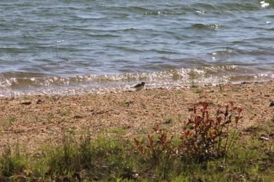 Charadrius dubius