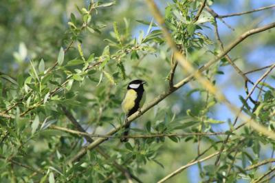 Parus major