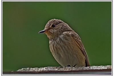 Muscicapa striata