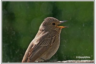 Muscicapa striata