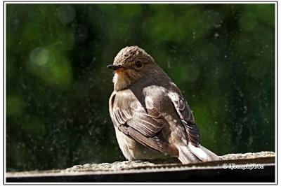 Muscicapa striata