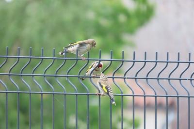 Carduelis carduelis