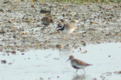 Calidris alpina