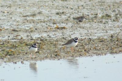 oiseaux1779350166