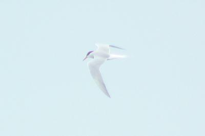 oiseaux1779350394