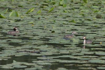 Podiceps cristatus