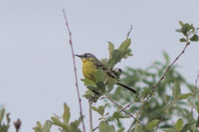 oiseaux1780702901