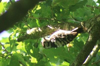 Dendrocopos minor