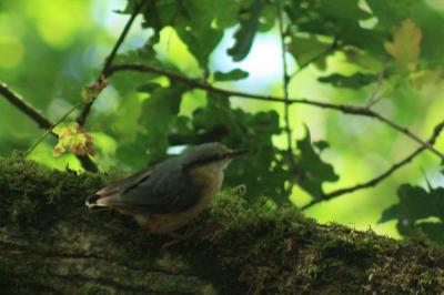 oiseaux1780932822
