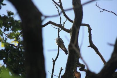 oiseaux1780932878