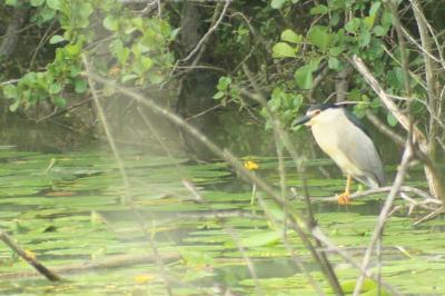oiseaux1780932932