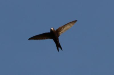 oiseaux1781453049
